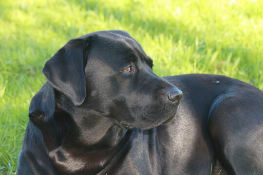 labrador4