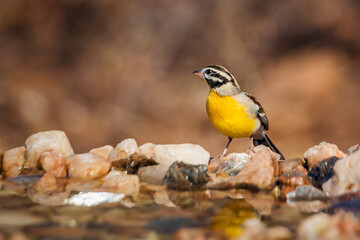 African Golden breasted Bunting in Kruger National park, South Africa ; Specie Fringillaria flaviventris family of Emberizidae