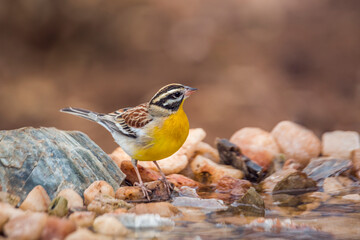 African Golden breasted Bunting standing at waterhole in Kruger National park, South Africa ; Specie Fringillaria flaviventris family of Emberizidae