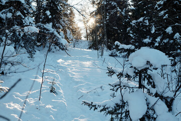Majestic scenery of firtrees covered with snow surrounding road in the forest
