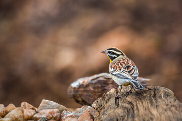 African Golden breasted Bunting standing on a log with natural background in Kruger National park, South Africa ; Specie Fringillaria flaviventris family of Emberizidae