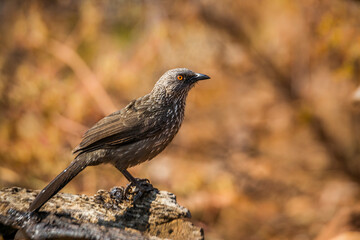 Arrow marked Babbler standing on a log with fall colors background in Kruger National park, South...