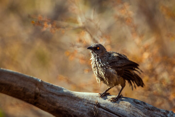 Arrow marked Babbler shaking feather after bath in Kruger National park, South Africa ; Specie Turdoides jardineii family of Leiothrichidae