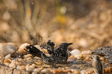 Arrow marked Babbler bathing in waterhole in Kruger National park, South Africa ; Specie Turdoides jardineii family of Leiothrichidae