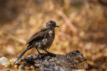 Arrow marked Babbler shaking feather after bath in Kruger National park, South Africa ; Specie Turdoides jardineii family of Leiothrichidae