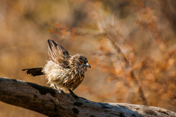 Arrow marked Babbler shaking feather after bath in Kruger National park, South Africa ; Specie...