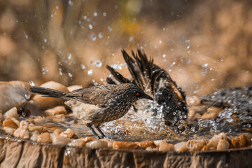 Arrow marked Babbler bathing in waterhole in Kruger National park, South Africa ; Specie Turdoides jardineii family of Leiothrichidae