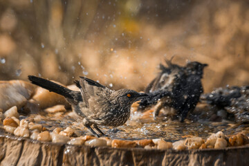 Arrow marked Babbler bathing in waterhole in Kruger National park, South Africa ; Specie Turdoides...