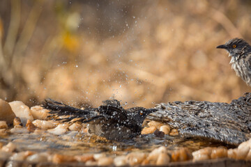 Arrow marked Babbler bathing in waterhole in Kruger National park, South Africa ; Specie Turdoides jardineii family of Leiothrichidae