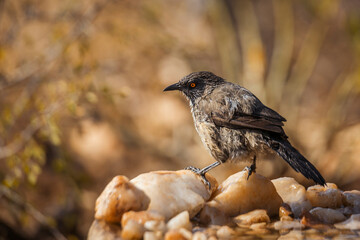 Arrow marked Babbler shaking feather after bath in Kruger National park, South Africa ; Specie...