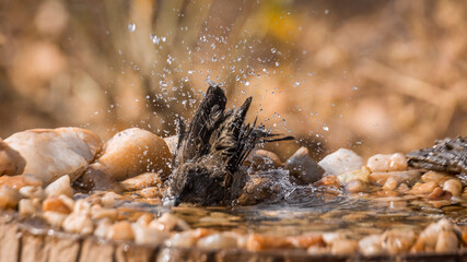 Arrow marked Babbler bathing in waterhole in Kruger National park, South Africa ; Specie Turdoides jardineii family of Leiothrichidae
