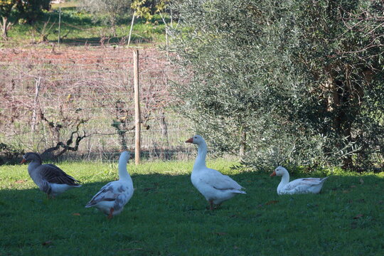 goose2