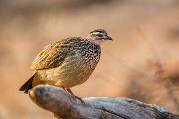 Crested Francolin standing on log in morning light in Kruger National park, South Africa ; Specie Dendroperdix sephaena family of Phasianidae