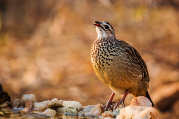 Crested Francolin standing at waterhole front view in Kruger National park, South Africa ; Specie Dendroperdix sephaena family of Phasianidae