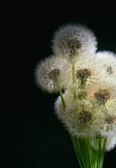 Bunch white fluffy dandelions on dark background.