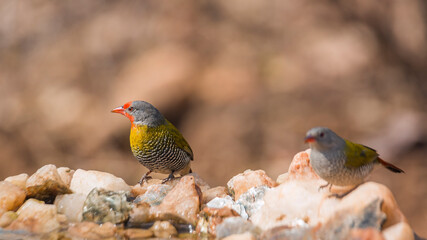 Green winged Pytilia couple standing at waterhole in Kruger National park, South Africa ; Specie...
