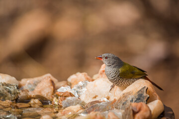 Green winged Pytilia female standing at waterhole in Kruger National park, South Africa ; Specie Pytilia melba family of Estrildidae