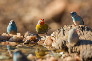Green winged Pytilia and Blue breasted Cordonbleu standing at waterhole in Kruger National park,...