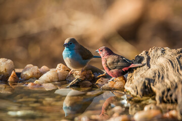 Jameson Firefinch and Blue breasted Cordonbleu standing at waterhole in Kruger National park, South...