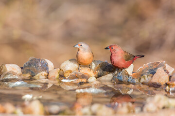 Jameson Firefinch couple standing at waterhole in Kruger National park, South Africa ; Specie...