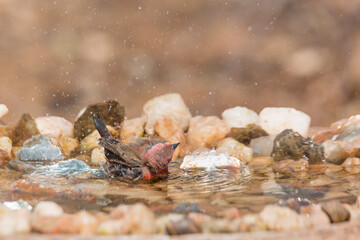 Jameson Firefinch male bathing in waterhole in Kruger National park, South Africa ; Specie Lagonosticta rhodopareia family of Estrildidae
