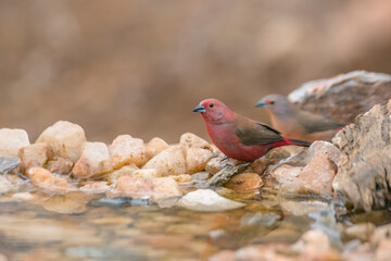 Couple of Jameson Firefinch standing at waterhole in Kruger National park, South Africa ; Specie Lagonosticta rhodopareia family of Estrildidae