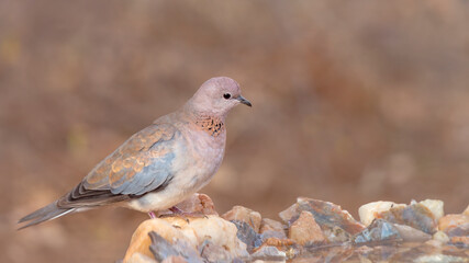 Laughing Dove standing in waterhole in Kruger National park, South Africa ; Specie Streptopelia senegalensis family of Columbidae