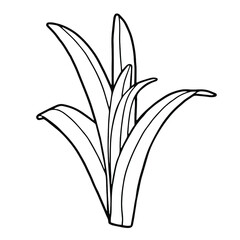 Vector illustration. Hand drawing botanical illustration. Narrow leaves. Leaves of a bulbous plant. Lily, iris, amaryllis. Coloring page.