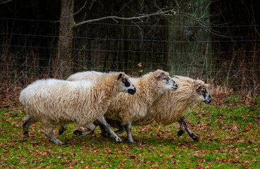 a herd of sheep on a farm