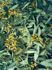 Leaves and flowers of Elaeagnus angustifolia  close up