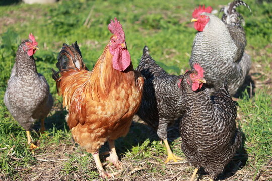 
chickens1
