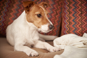 Jack Russell terrier dog lies on sofa. Pet care concept