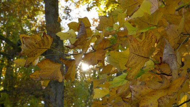 Autumn leaves