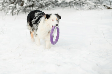 Australian shepherd playing with puller. winter forest