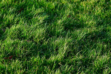 Closeup of green grass in the wind