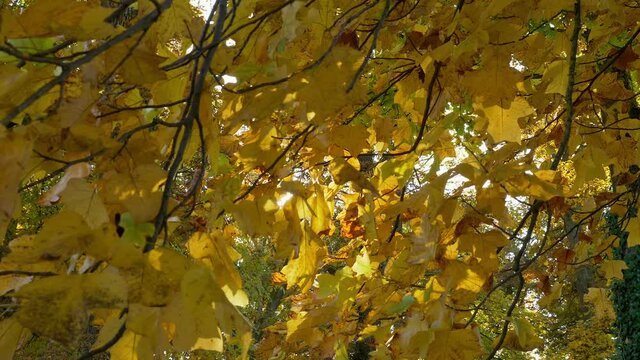 Autumn leaves