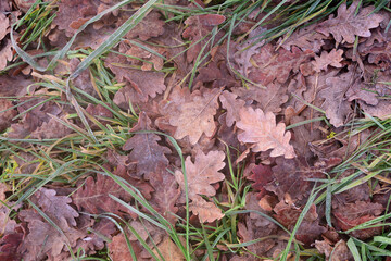 Background and texture of oak leaves lying on the ground in winter and covered with frost
