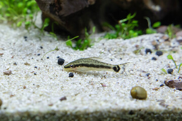 Dwarf Suckers or Otocinclus Catfish in a Fish Tank