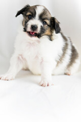 Papillon puppy sitting on a white background