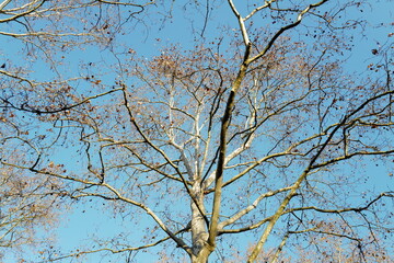 arbres sans feuillle