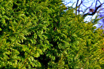 Fototapeta premium Closeup of English yew in winter, England 