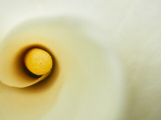 close up of a beautiful calla lily flower, depth of field