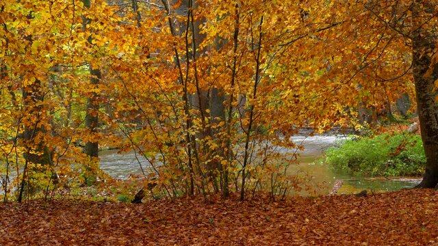 The Wuermtal between Gauting and Starnberg in autumn, Bavaria, Germany