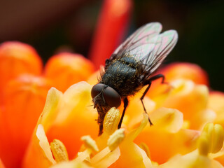 fly insect on orange flower, close up look