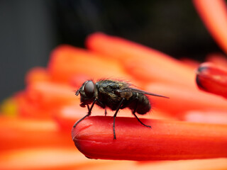 close up look of a black fly on a flower petal