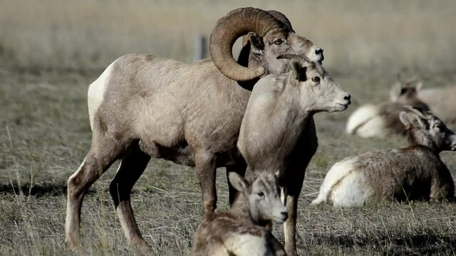 Family Herd of Bighorn Sheep Together in a Field in Western Montana