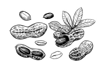 Peanut illustration. Hand drawn sketch converted to vector