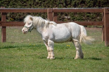 cute small white pony enjoying the spring sunshine