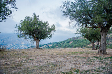 olive trees in a cloudy sunset