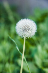 a dandelion in the field